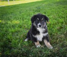 Puppies for sale australian shepherd - United Kingdom, Birmingham