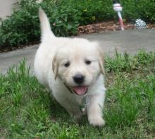 Puppies for sale golden retriever - Netherlands, Rotterdam
