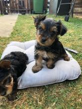 Puppies for sale yorkshire terrier - United Kingdom, Cambridge