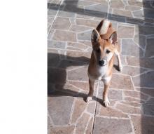 Puppies for sale shih tzu, shiba inu - Ireland, Cork