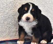 Puppies for sale bernese mountain dog - Ireland, Dublin