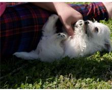 Puppies for sale west highland white terrier - United Kingdom, Sheffield