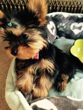 Puppies for sale yorkshire terrier - Bulgaria, Dobrich