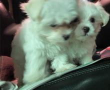 Puppies for sale maltese - Finland, Tampere