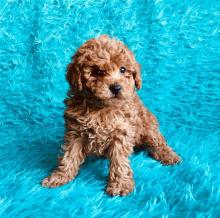 Puppies for sale other breed, cockapoo - Ireland, Dublin