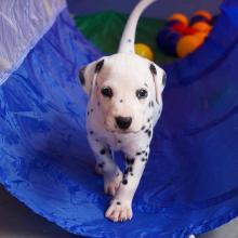 Puppies for sale dalmatian - Ireland, Belfast
