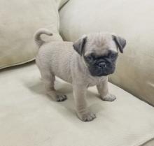 Puppies for sale pug - United Kingdom, Cambridge
