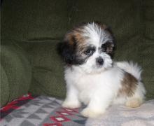 Puppies for sale lhasa apso - Sweden, Goteborg