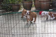 Puppies for sale english bulldog - Bulgaria, Rousse