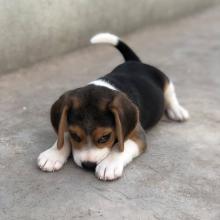 Puppies for sale beagle - Ireland, Dublin