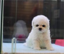 Puppies for sale bichon - Canada, Manitoba, Winnipeg