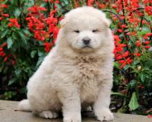 Puppies for sale chow chow - Azerbaijan, Ganja