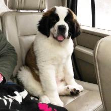 Puppies for sale other breed, saint bernard - Ireland, Dublin