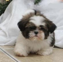 Puppies for sale shih tzu - Russia, St. Petersburg