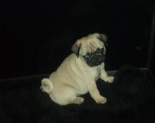 Puppies for sale pug - Canada, Alberta, Calgary