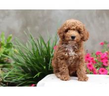 Puppies for sale , cockapoo - Poland, Warsaw