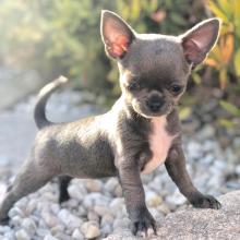 Puppies for sale chihuahua - Ireland, Belfast