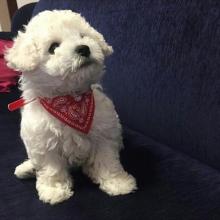 Puppies for sale bichon - Ireland, Belfast