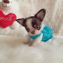 Puppies for sale chihuahua - Ireland, Dublin