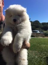 Puppies for sale samoyed dog (samoyed) - Luxembourg, Echternach