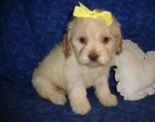 Puppies for sale , cockapoo - Ireland, Cork