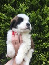 Puppies for sale other breed, saint bernard - Canada, Alberta, Calgary
