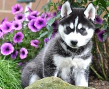Puppies for sale , siberian husky - Estonia, Kohtla-Jarve