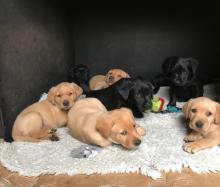 Puppies for sale golden retriever - Ireland, Dublin