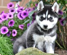 Puppies for sale , siberian husky - Finland, Alajarvi