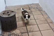 Puppies for sale other breed - Romania, Brasov