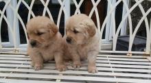 Puppies for sale golden retriever - Portugal, SetГєbal. Price 250 €