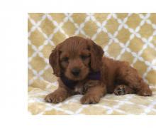 Puppies for sale , cockapoo - Ireland, Limerick