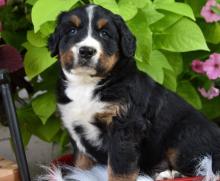 Puppies for sale bernese mountain dog - United Kingdom, Birmingham