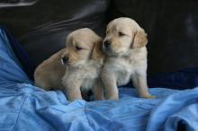 Puppies for sale golden retriever - United Kingdom, Belfast. Price 200 €