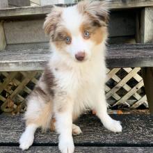 Puppies for sale australian shepherd - Luxembourg, Luxembourg