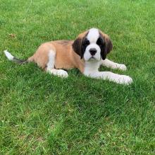 Puppies for sale other breed - Czech Republic, Ostrava