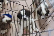 Puppies for sale other breed - Romania, Bucharest