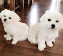 Puppies for sale maltese - Ireland, Belfast