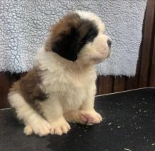 Puppies for sale other breed, saint bernard - United Kingdom, Belfast