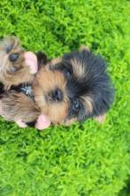 Puppies for sale yorkshire terrier - Romania, Bucharest