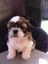 Puppies for sale shih tzu - Ireland, Belfast