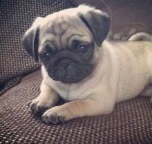 Puppies for sale pug - Romania, Brasov