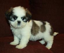 Puppies for sale shih tzu - Slovakia, Bratislava