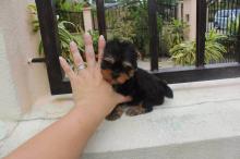 Puppies for sale yorkshire terrier - Luxembourg, Luxembourg