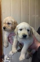 Puppies for sale golden retriever - Luxembourg, Wiltz