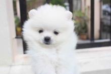 Puppies for sale pomeranian spitz - Luxembourg, Luxembourg