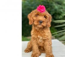 Puppies for sale , cockapoo - United Kingdom, Liverpool