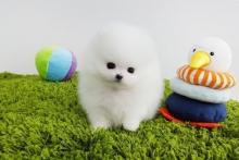 Puppies for sale pomeranian spitz - Malta, Valletta