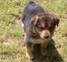Puppies for sale german shepherd dog - Portugal, Lisbon. Price 500 €