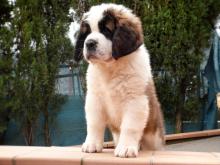 Puppies for sale other breed, saint bernard - Ireland, Belfast